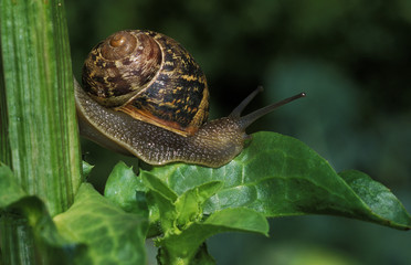 ESCARGOT PETIT GRIS helix aspersa