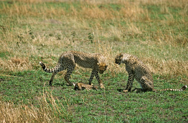 GUEPARD acinonyx jubatus