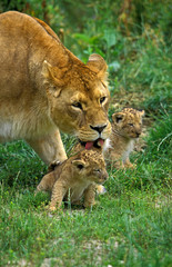 LION D'AFRIQUE panthera leo