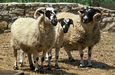Naklejka premium MOUTON SCOTTISH BLACK FACE