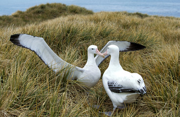 ALBATROS ROYAL diomedea epomophora