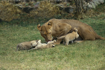 Fototapeta na wymiar LION D'AFRIQUE panthera leo