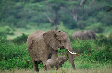 Naklejka na ściany i meble ELEPHANT D'AFRIQUE loxodonta africana