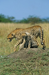 GUEPARD acinonyx jubatus