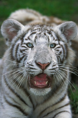TIGRE BLANC panthera tigris
