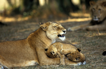 LION D'AFRIQUE panthera leo