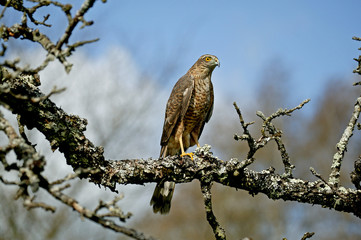EPERVIER D'EUROPE accipiter nisus