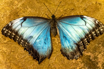 Fototapeta na wymiar butterfly on a grey background