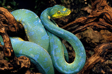 PYTHON VERT morelia viridis