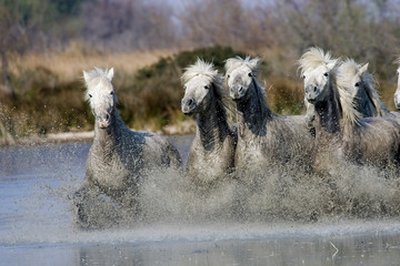 CAMARGUAIS