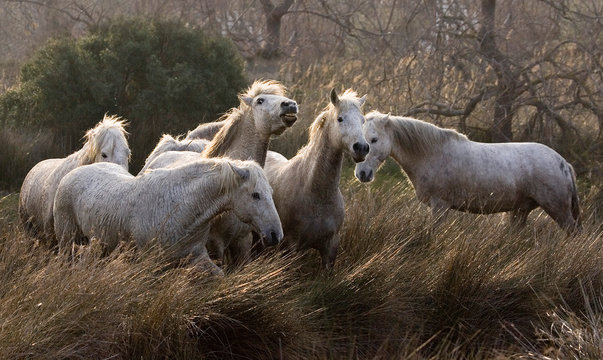 CAMARGUAIS