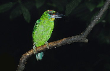 BARBU DE FRANKLIN megalaima franklinii