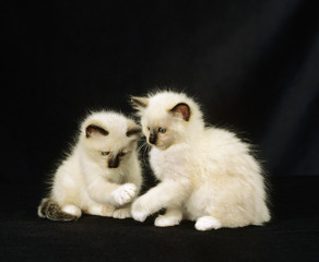 Obraz premium SACRE DE BIRMANIE