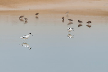 Avocette et chevaliers dans un marigot en baie de Somme