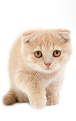 SCOTTISH FOLD CREME