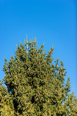 Close-up of a fir tree, spruce, on a clear blue sky, Italian Alps, Italy, south Europe