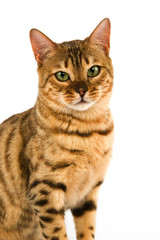 BENGAL BROWN SPOTTED TABBY