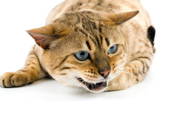 BENGAL SEAL MINK TABBY