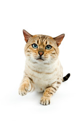 BENGAL SEAL MINK TABBY