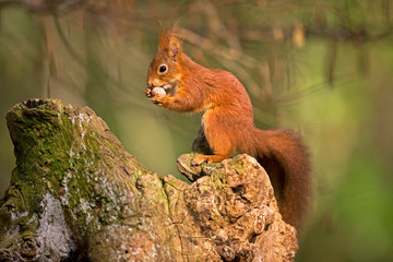 ECUREUIL ROUX sciurus vulgaris