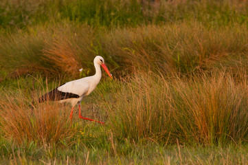 Cigogne blanche