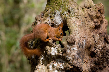 ECUREUIL ROUX sciurus vulgaris