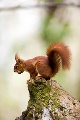 ECUREUIL ROUX sciurus vulgaris