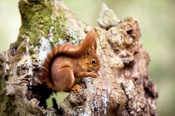 ECUREUIL ROUX sciurus vulgaris
