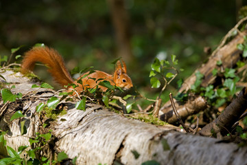 ECUREUIL ROUX sciurus vulgaris
