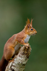 ECUREUIL ROUX sciurus vulgaris