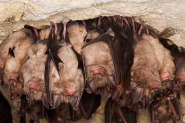 GRAND RHINOLOPHE rhinolophus ferrumequinum