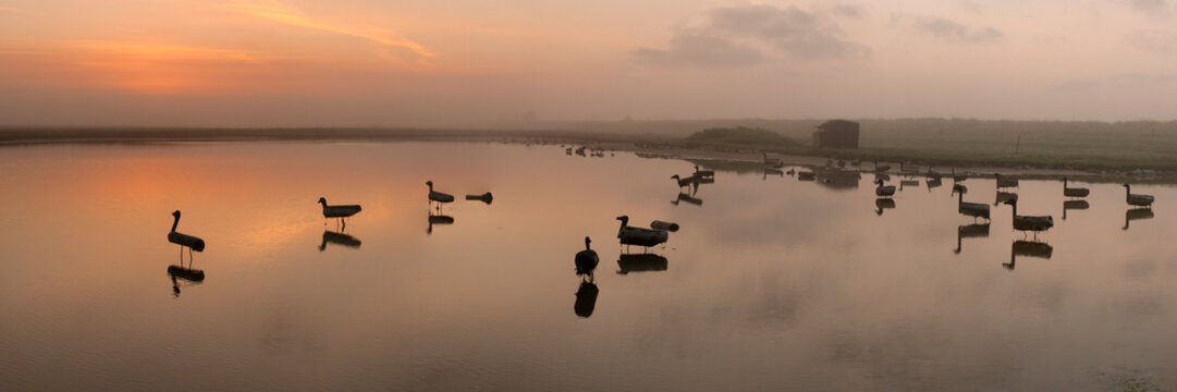Blettes dispos&eacute;es &agrave; proximit&eacute; d'une hutte de chasse en Baie d'Authie