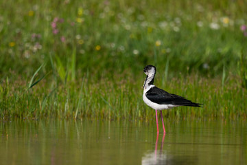 Échasse blanche , Himantopus himantopus , Black-winged Stilt