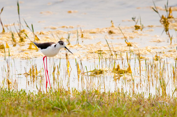 Échasse blanche , Himantopus himantopus , Black-winged Stilt