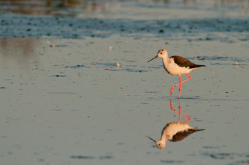 Echasse Blanche (Himantopus himantopus - Black-winged Stilt) 