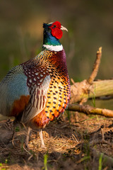 Faisan de Colchide (Phasianus colchicus - Common Pheasant)