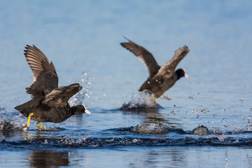 Courses de foulque macroule sur la surface de l'étang en Baie de Somme