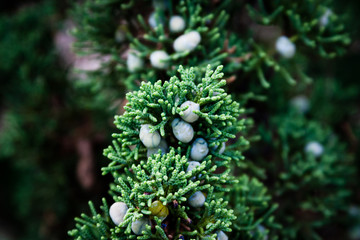 blue berries on green tree