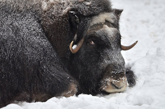 Musk Ox In The Snow