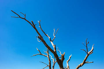 France. Branche d'arbre mort et sec. Dead and dry tree branch.
