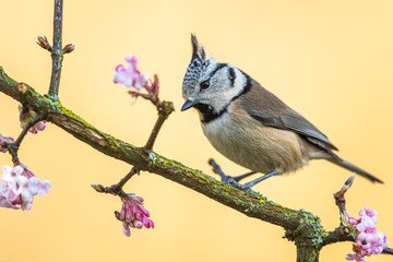 Mésange huppée (Lophophanes cristatus - European Crested Tit)