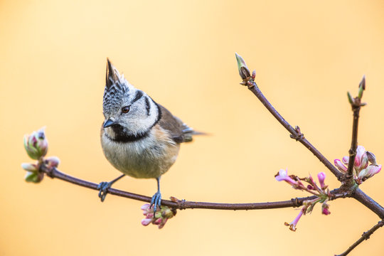 M&eacute;sange hupp&eacute;e (Lophophanes cristatus - European Crested Tit)