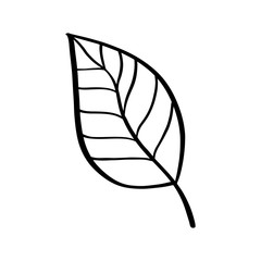 Doodle style tropical leaf in doodle style. Abstract jungle. Tree decoration. Vector, botanical collection. Jungle foliage illustration. Color background. Summer card design.