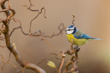  Mésange bleue,Cyanistes caeruleus, Eurasian Blue Tit,