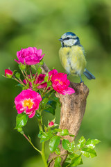  Mésange bleue,Cyanistes caeruleus, Eurasian Blue Tit,