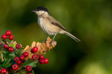 Mésange nonnette - Poecile palustris - Marsh Tit