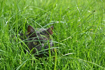 GRASS