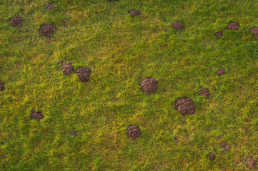 Many molehills on the lawn in the morning sun