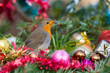 Rougegorge familier (Erithacus rubecula - European Robin)