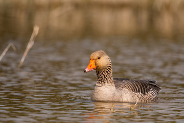 Oie cendrée (Anser anser - Greylag Goose)